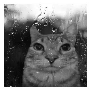 small to medium-sized cats black and white animal