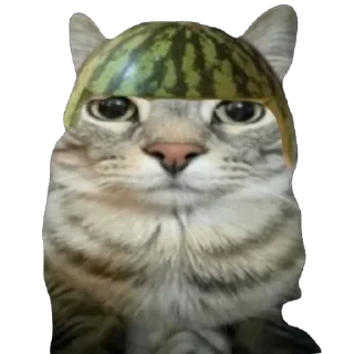 mammal felidae animal