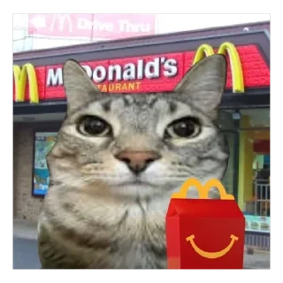 small to medium-sized cats cat felidae