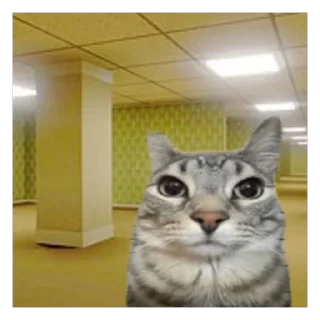 cat indoor small to medium-sized cats