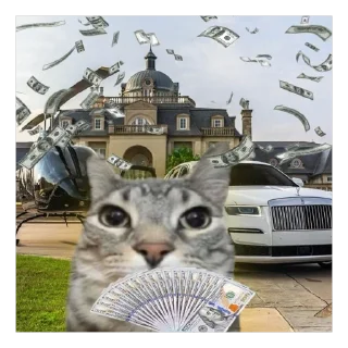 cat land vehicle outdoor