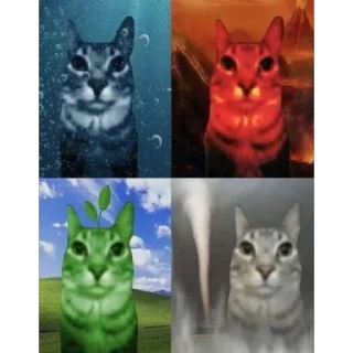 small to medium-sized cats domestic cat cat