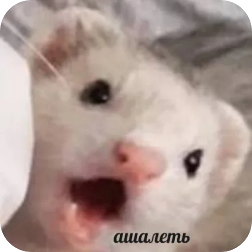 Пьяный хорь @boozyferret - 