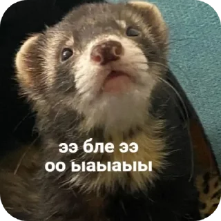 Стикер Пьяный хорь @boozyferret - 7