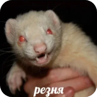 Стикер Пьяный хорь @boozyferret - 10