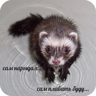 Стикер Пьяный хорь @boozyferret - 2