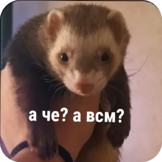 Стикер Пьяный хорь @boozyferret - 6