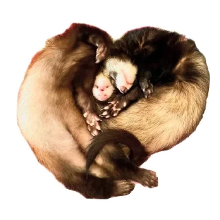 Стикер Пьяный хорь @boozyferret - 9