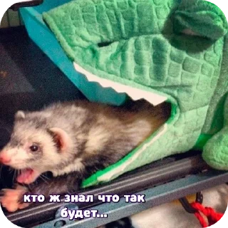 Стикер Пьяный хорь @boozyferret - 4