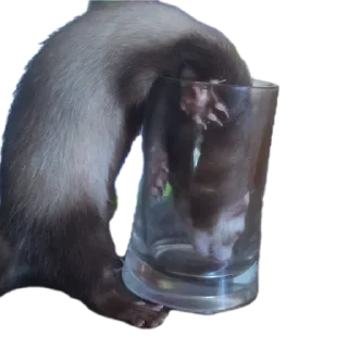 Стикер Пьяный хорь @boozyferret - 1