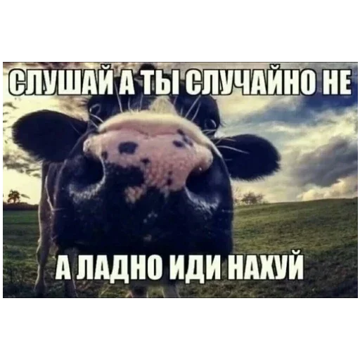 Sticker PylKolesoMyakotUgolkiGluhoman295KorsetDlyaSobaki - 1