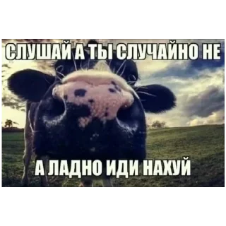 Стикер Пыль колесо мякоть уголки глухомань 29/5 корсет для собаки - 1