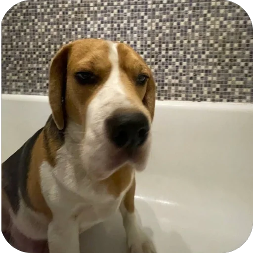 Стикер PyosHuesos - 1