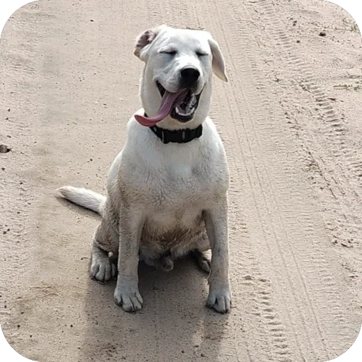 Стикер PyosHuesos - 1