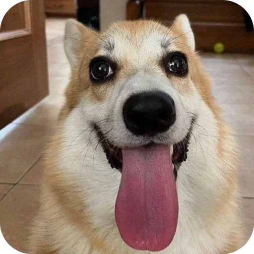 пёс хуесос - 