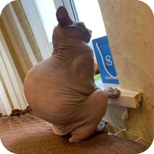 Стикер PyosHuesos - 1