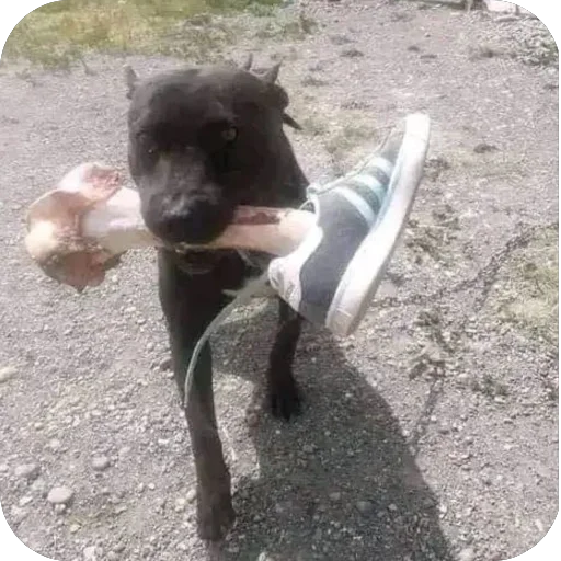 Стикер PyosHuesos - 1