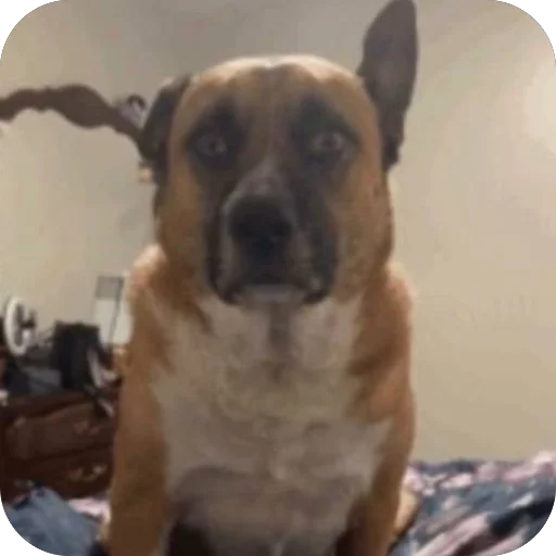 Sticker PyosHuesos - 1