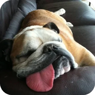 Стикер пёс хуесос - 6