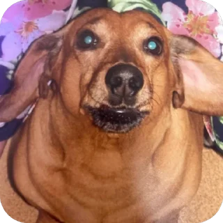 Стикер пёс хуесос - 5