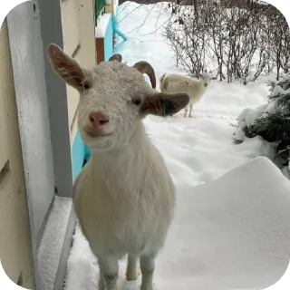 Стикер пёс хуесос - 8