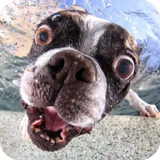 Стикер пёс хуесос - 10