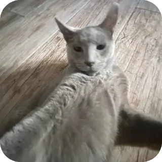 Стикер пёс хуесос - 7