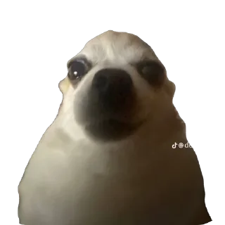 Стикер пёс хуесос - 3