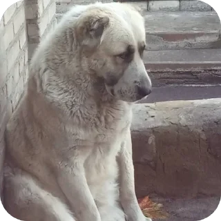 Стикер пёс хуесос - 0