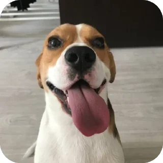 Стикер пёс хуесос - 4