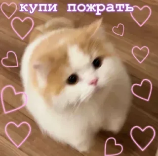 Sticker Лучьше стикеры - @lovesticers - 2