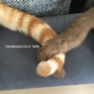 Sticker Лучьше стикеры - @lovesticers - 10