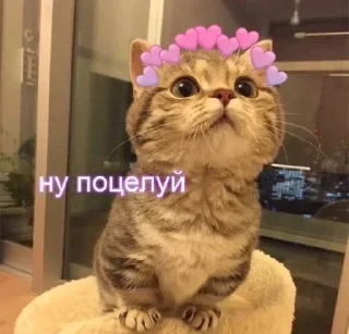 Sticker Лучьше стикеры - @lovesticers - 8