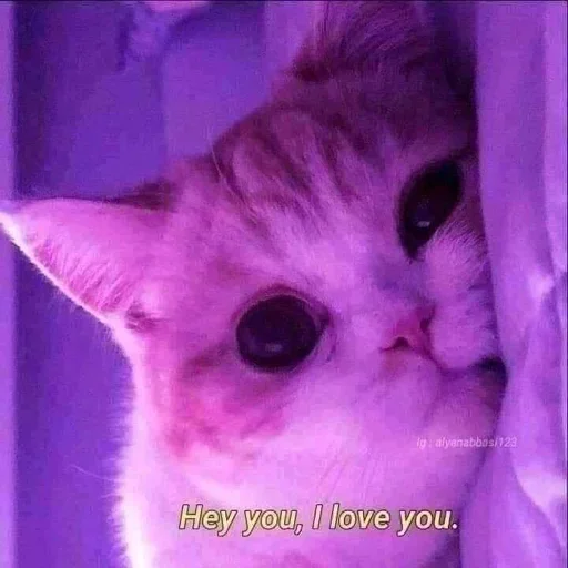 mammal animal small to medium-sized cats