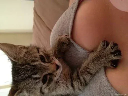 cat kitten small to medium-sized cats