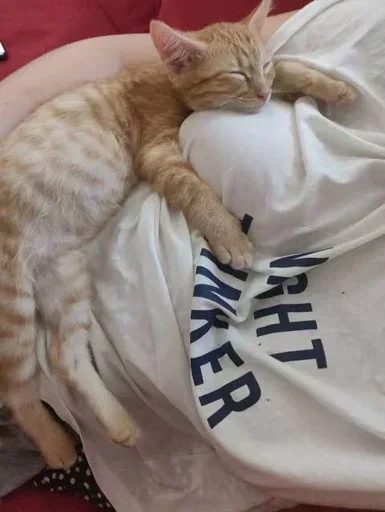 felidae small to medium-sized cats cat