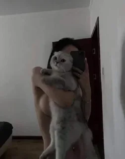 комнатный стена животное