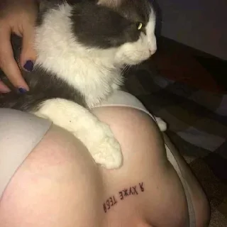 кошачьи Человек комнатный