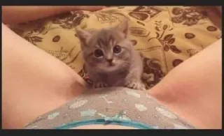 кошки малого и среднего размера кошка домашняя кошка