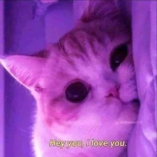 млекопитающее животное кошки малого и среднего размера