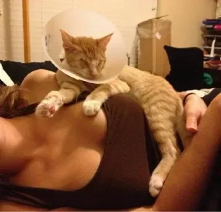 комнатный кошки малого и среднего размера кошачьи