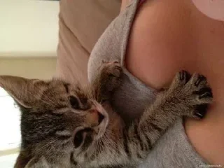 кошка котёнок кошки малого и среднего размера