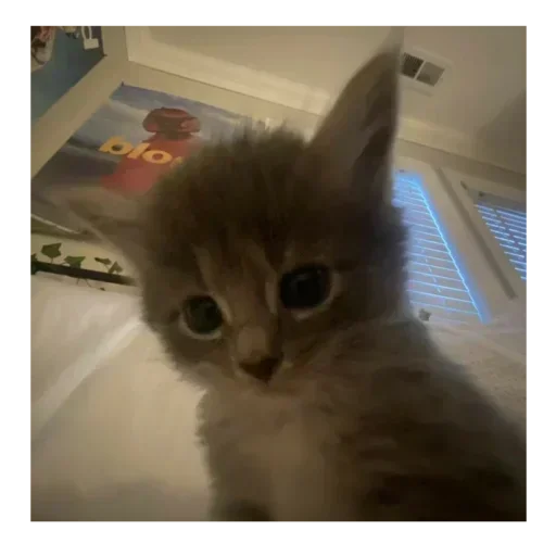 Стикер QNuMWi_by_stickers_stealer_bot - 1