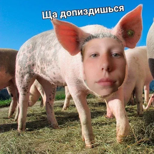 Больше стикеров: @sticerru - 