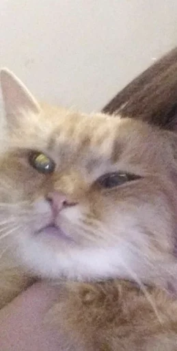 кошка млекопитающее животное