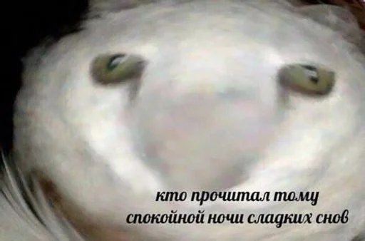 animal mammal parrot