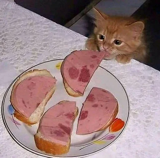 cat indoor fast food