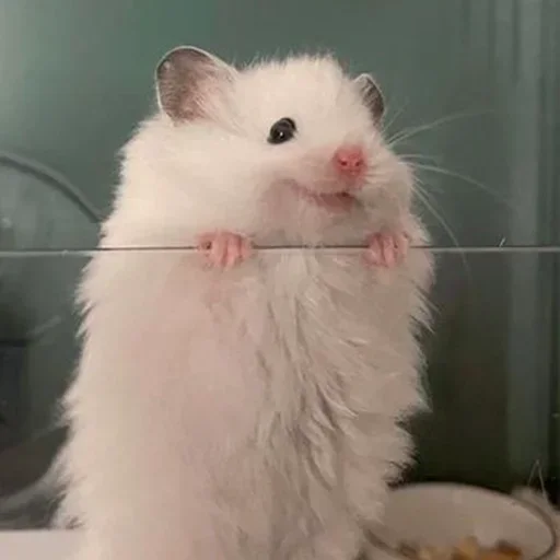 Sticker QbvqWbGXsIKIffmPEM_by_stickers_stealer_bot - 1