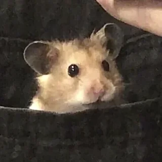 Sticker Больше стикеров 👉🏻 @stickertg4 - 3