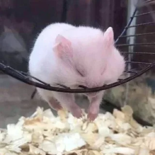 Sticker Больше стикеров 👉🏻 @stickertg4 - 2